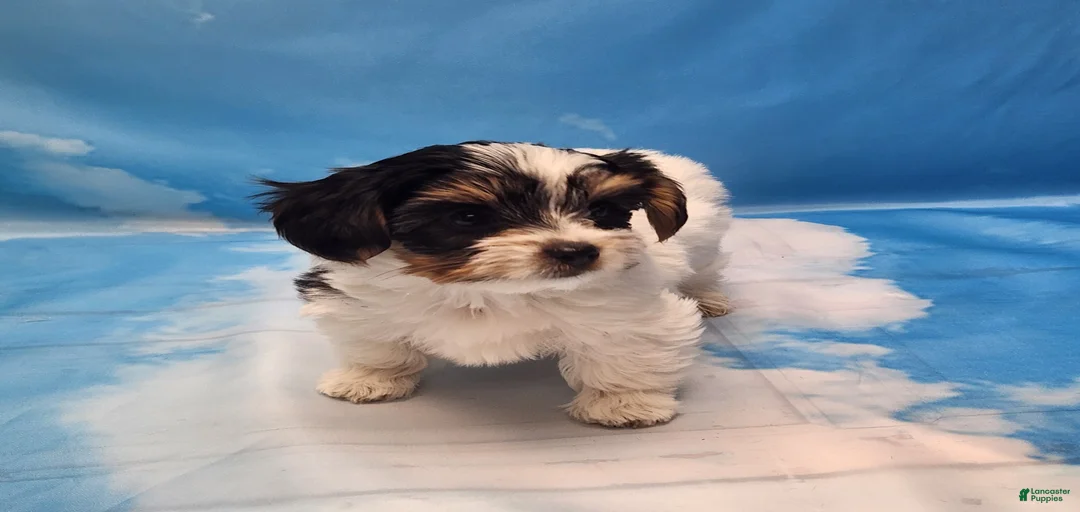 Gallery Image {{count}}