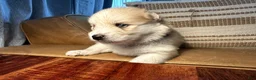 Mixed Breed dogs for sale: Chunk - Boy - Ad 3