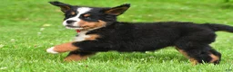 Bernese Mountain Dog dogs for sale: Nicole - Ad 5