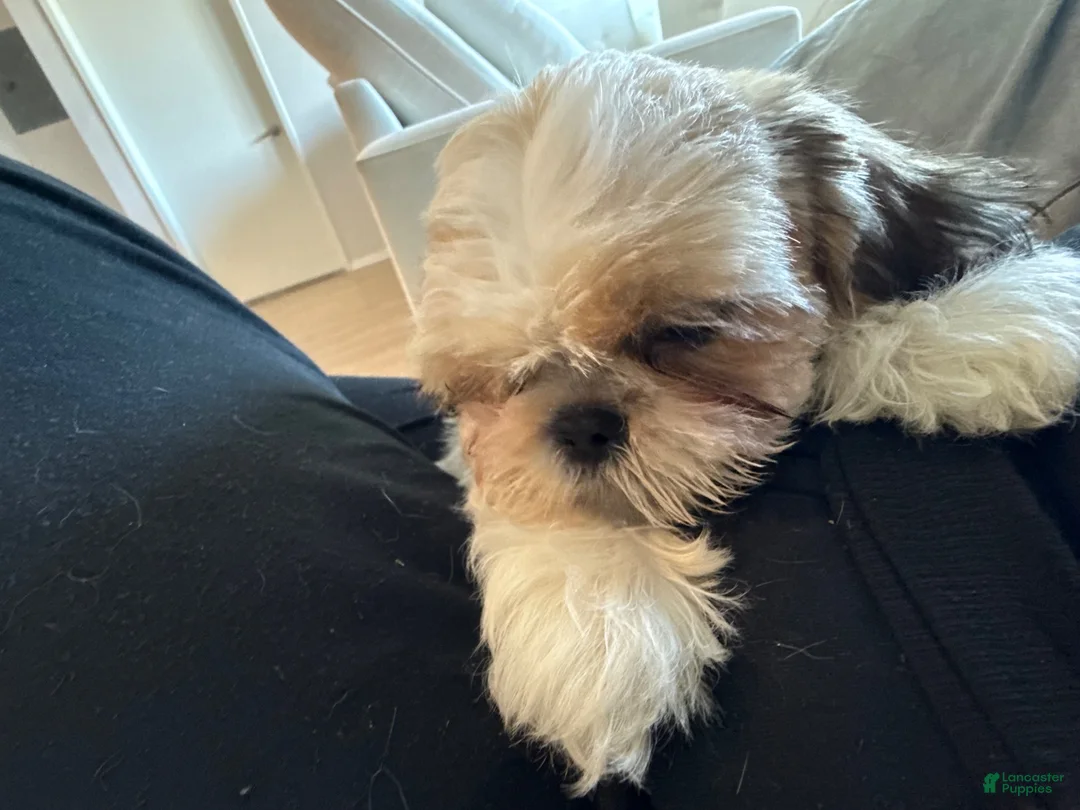Shih Tzu dogs for sale: Shih Tzu 1 - Ad 6
