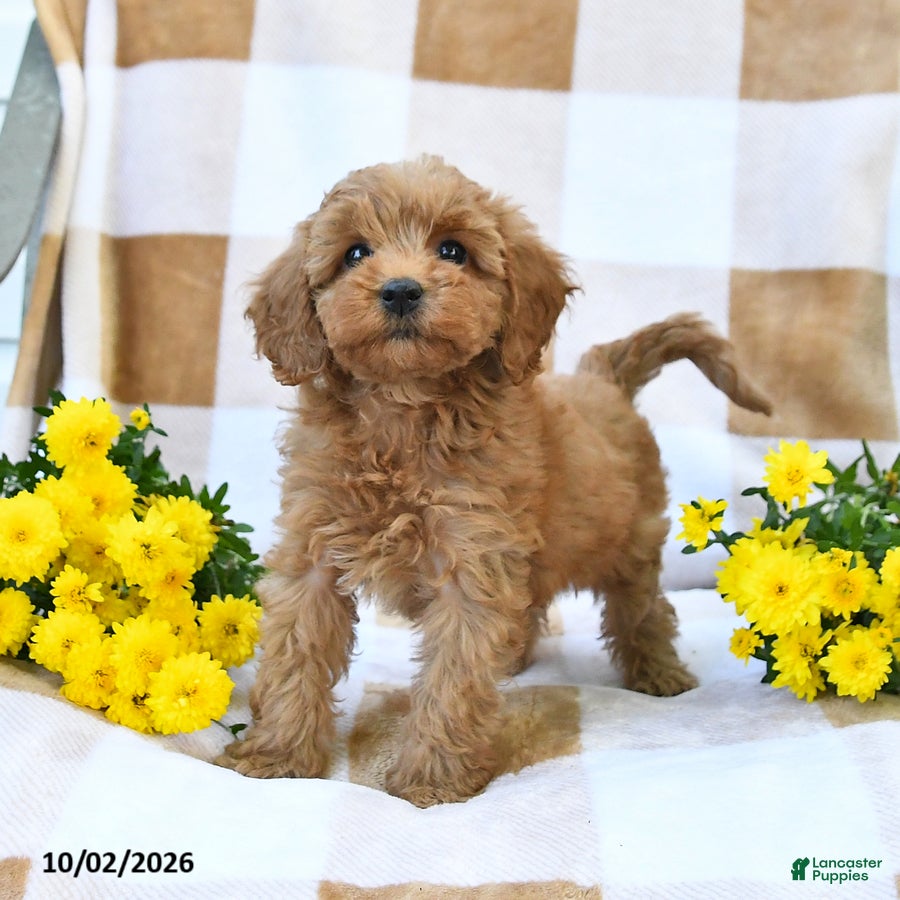 Cockapoo dogs Myla - Ad 2