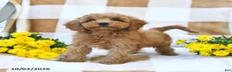 Cockapoo dogs for sale: Myla - Ad 2