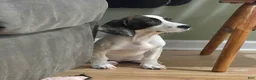 Mixed Breed dogs for sale: Tilly - Ad 3