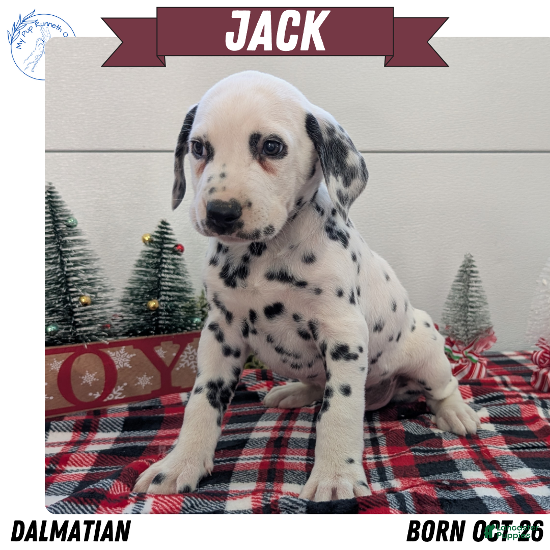 Dalmatian dogs for sale: Jack - Ad 1
