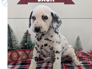 Dalmatian dogs Jack - Ad 17
