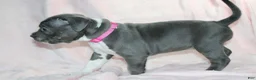 American Bully dogs for sale: Li Mei - Ad 3