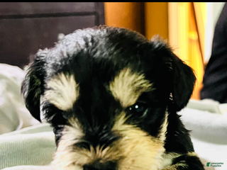 Miniature Schnauzer dogs - Ad 2