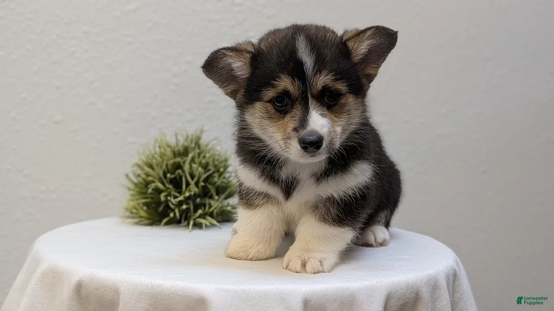 Welsh Corgi Pembroke dogs for sale: Nemo - Ad 2