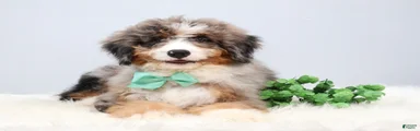 Fido
