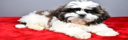 Shih Tzu dogs for sale: Flash - Ad 2