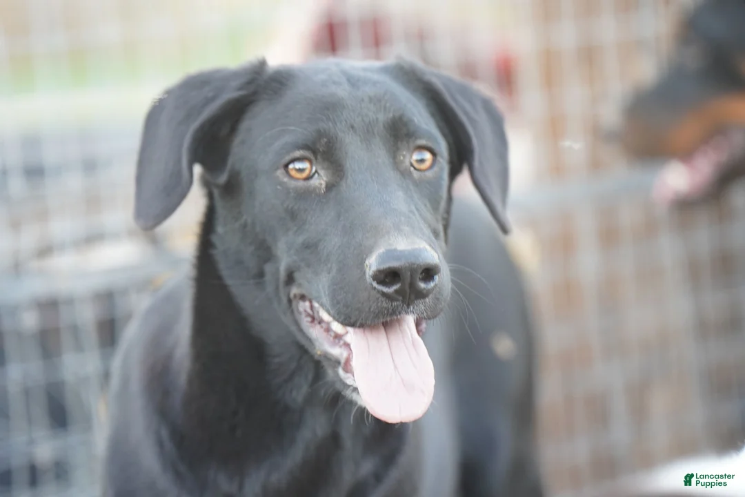 Mixed Breed dogs for sale: Jet Tiscar Farm Dog - Ad 47