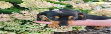 Zurie