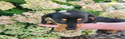 Miniature Dachshund dogs for sale: Zurie - Ad 1