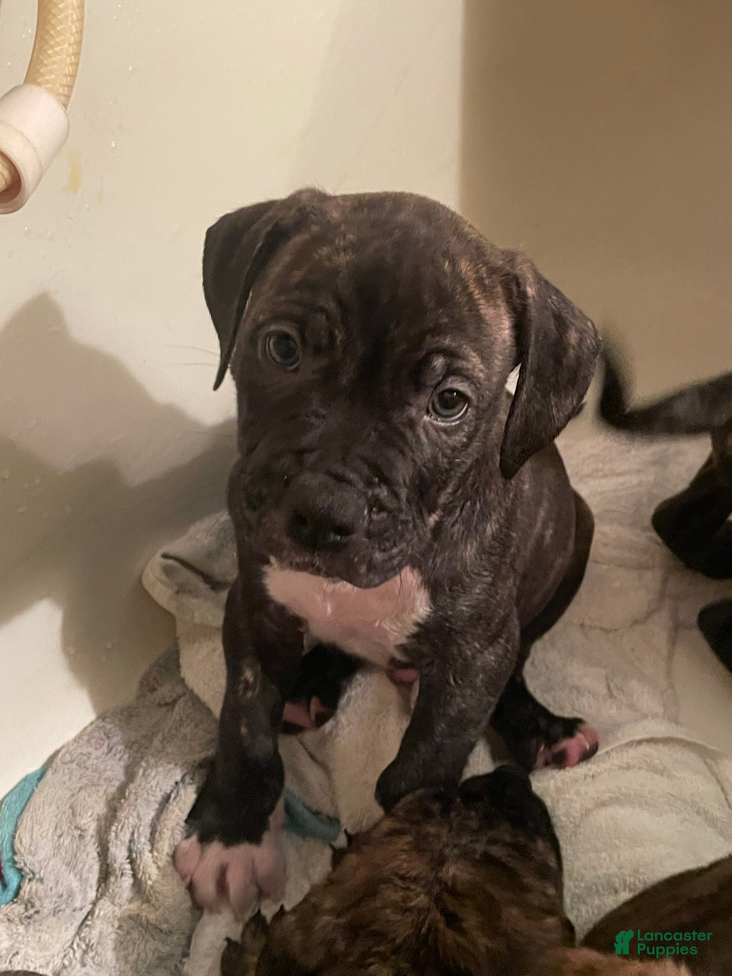 Mixed Breed dogs Mixed Breed 1 - Ad 31