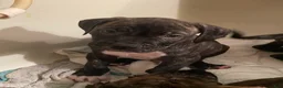 Mixed Breed dogs for sale: Mixed Breed 1 - Ad 1