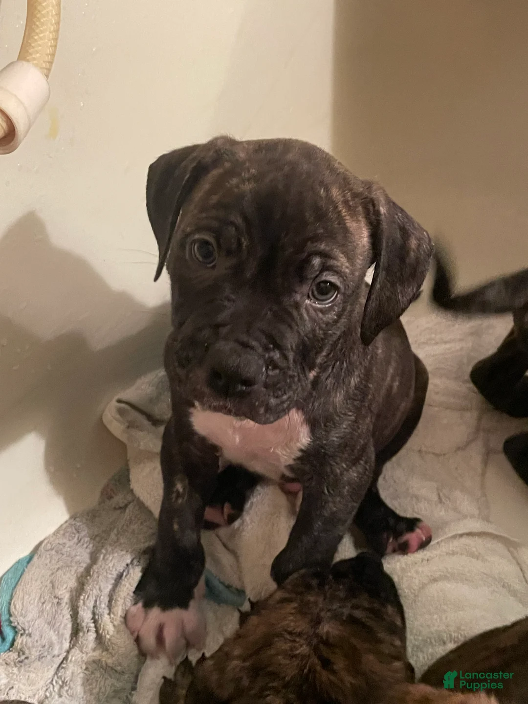 Mixed Breed dogs for sale: Mixed Breed 1 - Ad 1