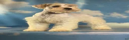 Schnoodle dogs for sale: Pongo - Ad 4