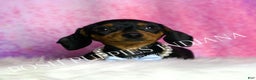 Miniature Dachshund dogs for sale: Slinkie - Ad 3