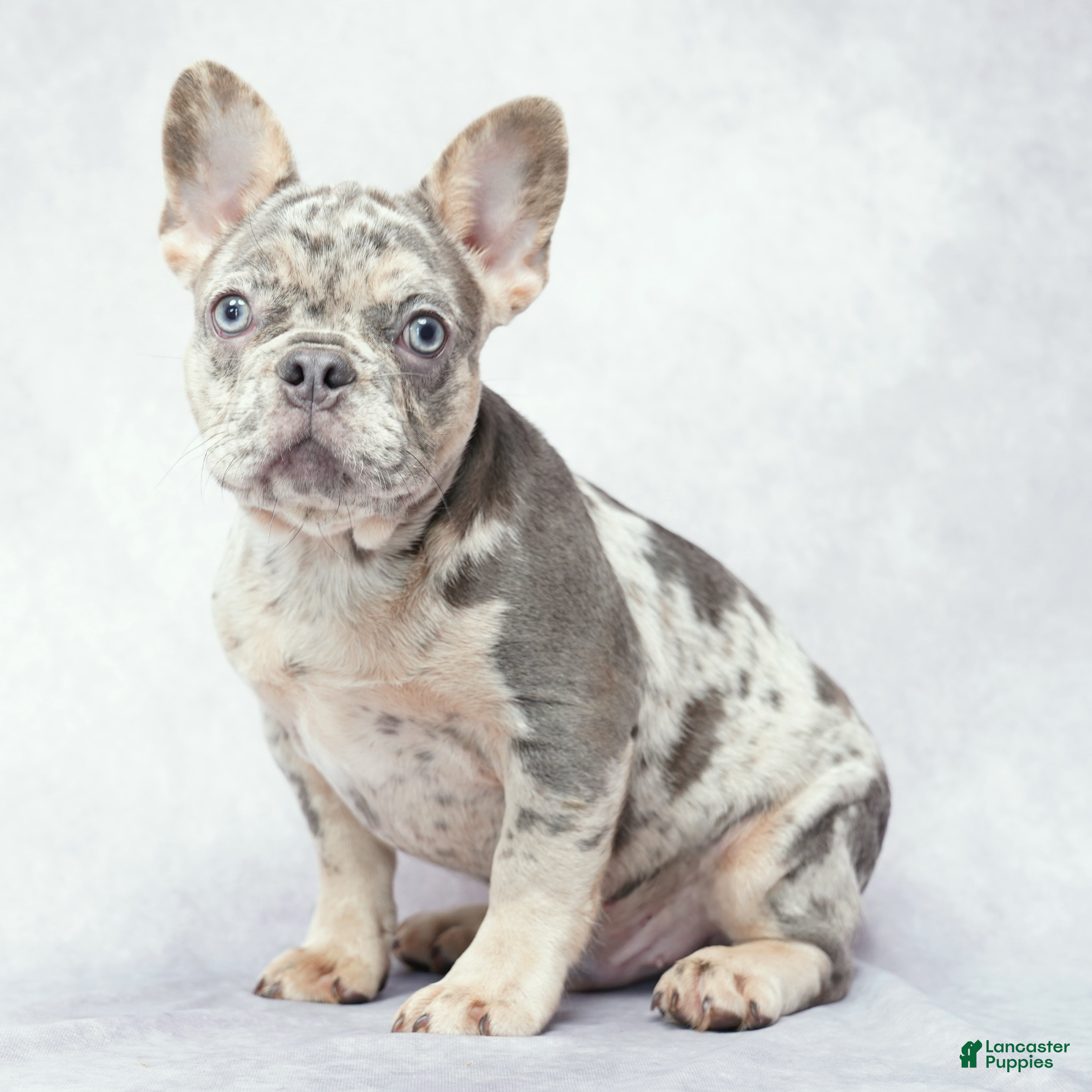 French Bulldog dogs Diesel - Ad 1