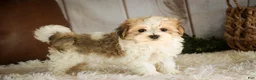 Havanese dogs for sale: Louis - Ad 4