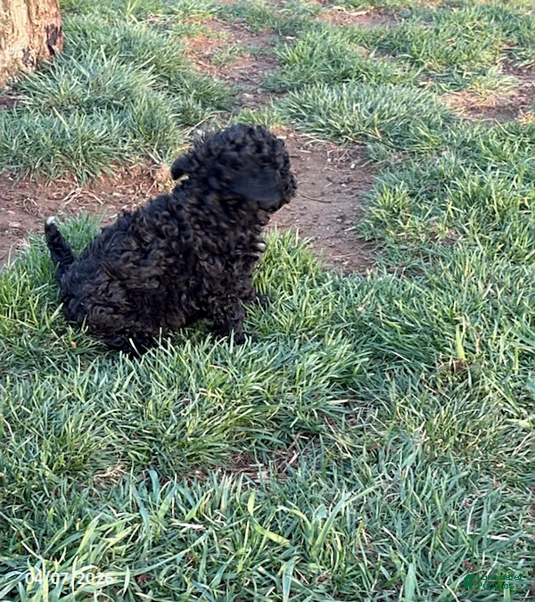 Mixed Breed dogs for sale: Buster - Ad 2