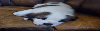 Saint Bernard Puppy 1
