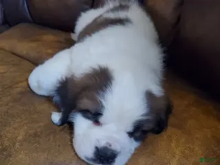 Saint Bernard dogs Saint Bernard Puppy 1 - Ad 20