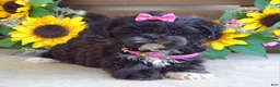 Shih Tzu dogs for sale: Riley - Ad 3