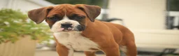 Boxer dogs for sale: Lily - Ad 5
