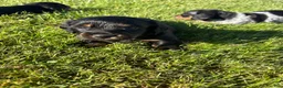 Dachshund dogs for sale: Louie  - Ad 3