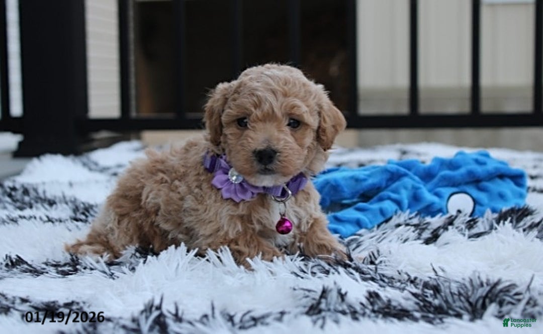 Bichpoo dogs for sale: Riley - Ad 4