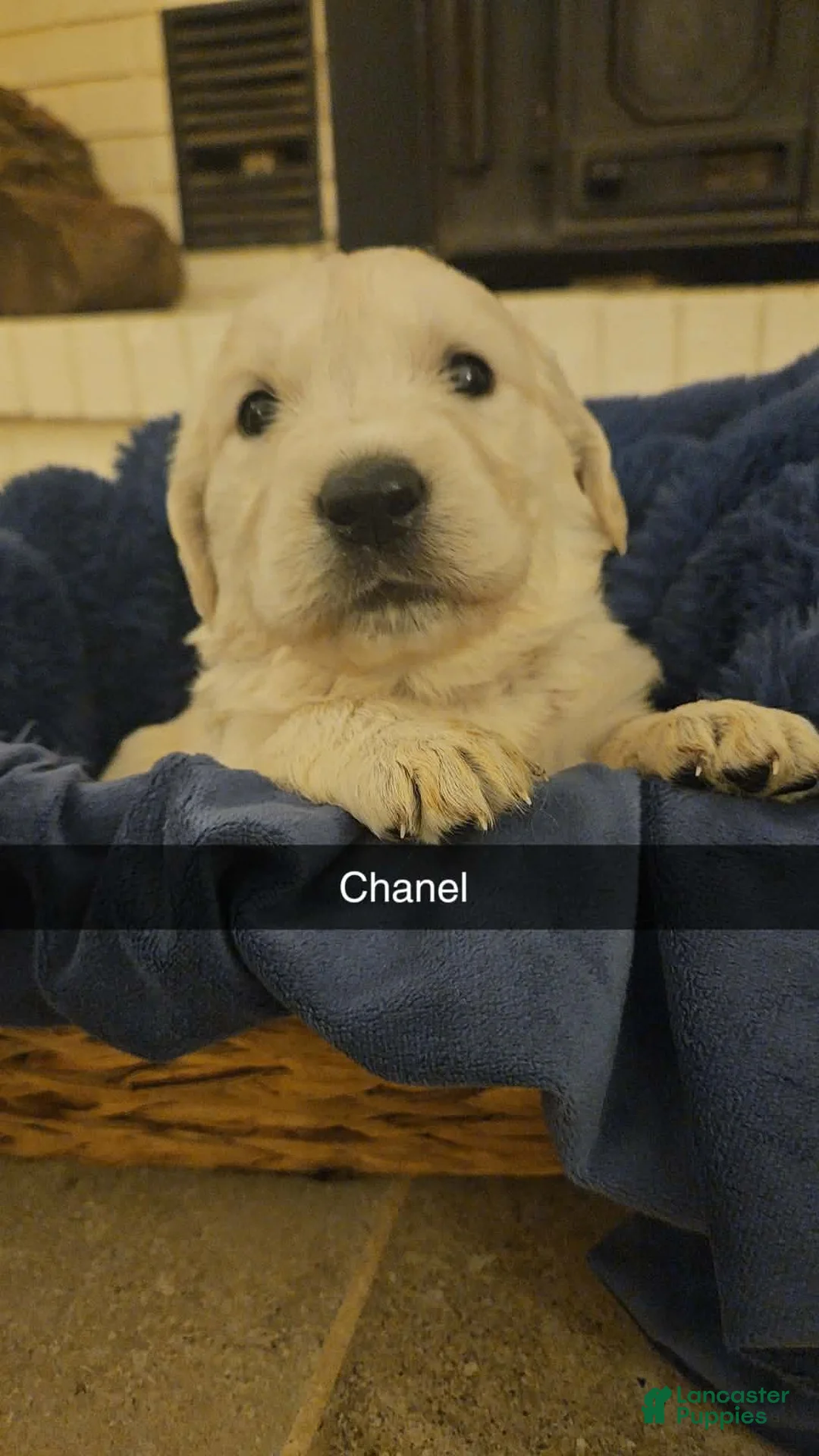 Golden Retriever dogs for sale: Golden Retriever Puppy 1 - Ad 1