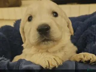 Golden Retriever dogs Golden Retriever Puppy 1 - Ad 30