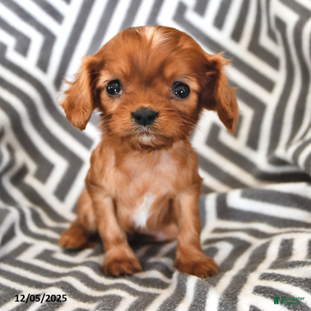 Cavalier King Charles Spaniel dogs for sale: Puffin - Ad 1