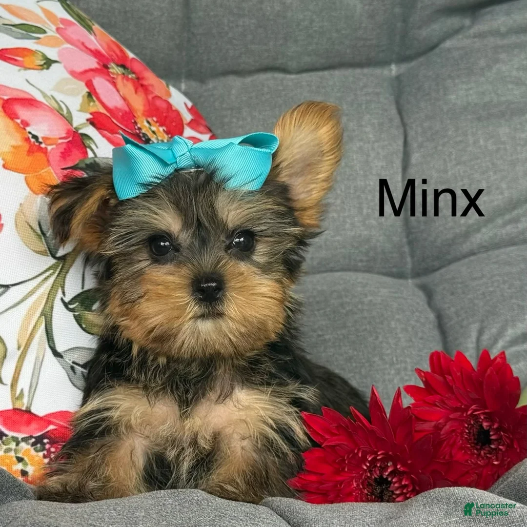 Yorkshire Terrier dogs for sale: Minx - Ad 2