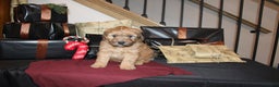 Whoodle dogs for sale: Levi - Ad 3