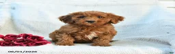 Mini Goldendoodle dogs for sale: Morgan - Ad 10