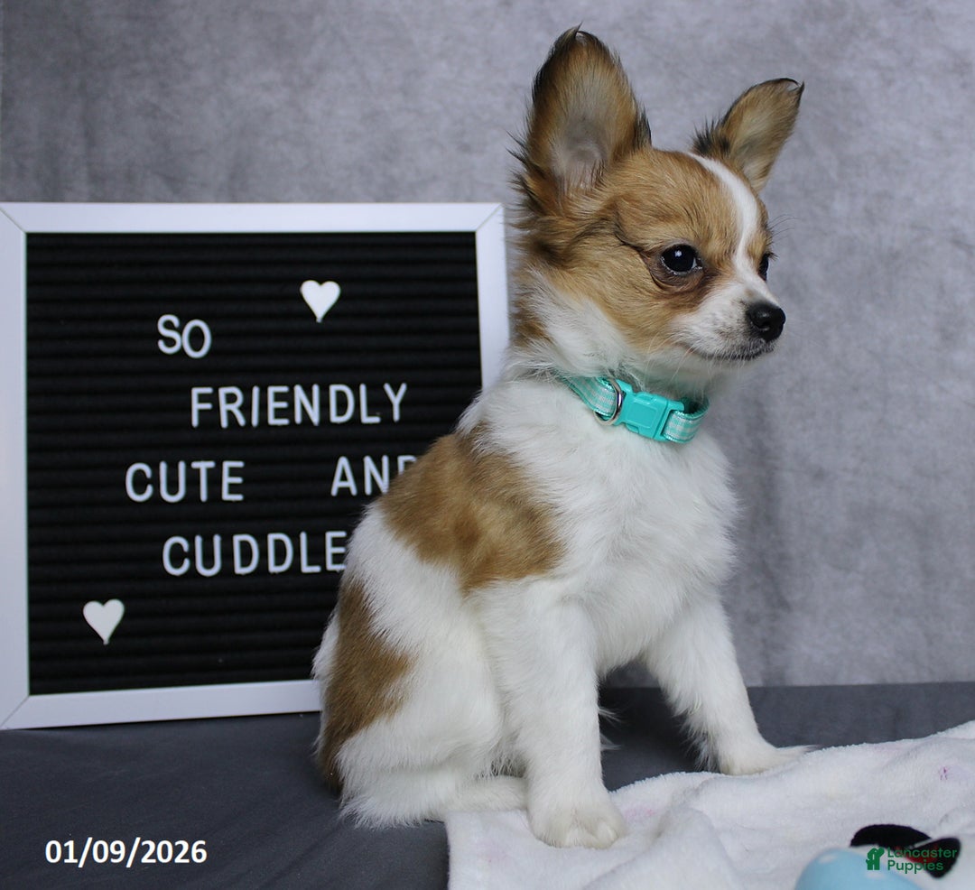 Papillon dogs for sale: Nick  - Ad 3