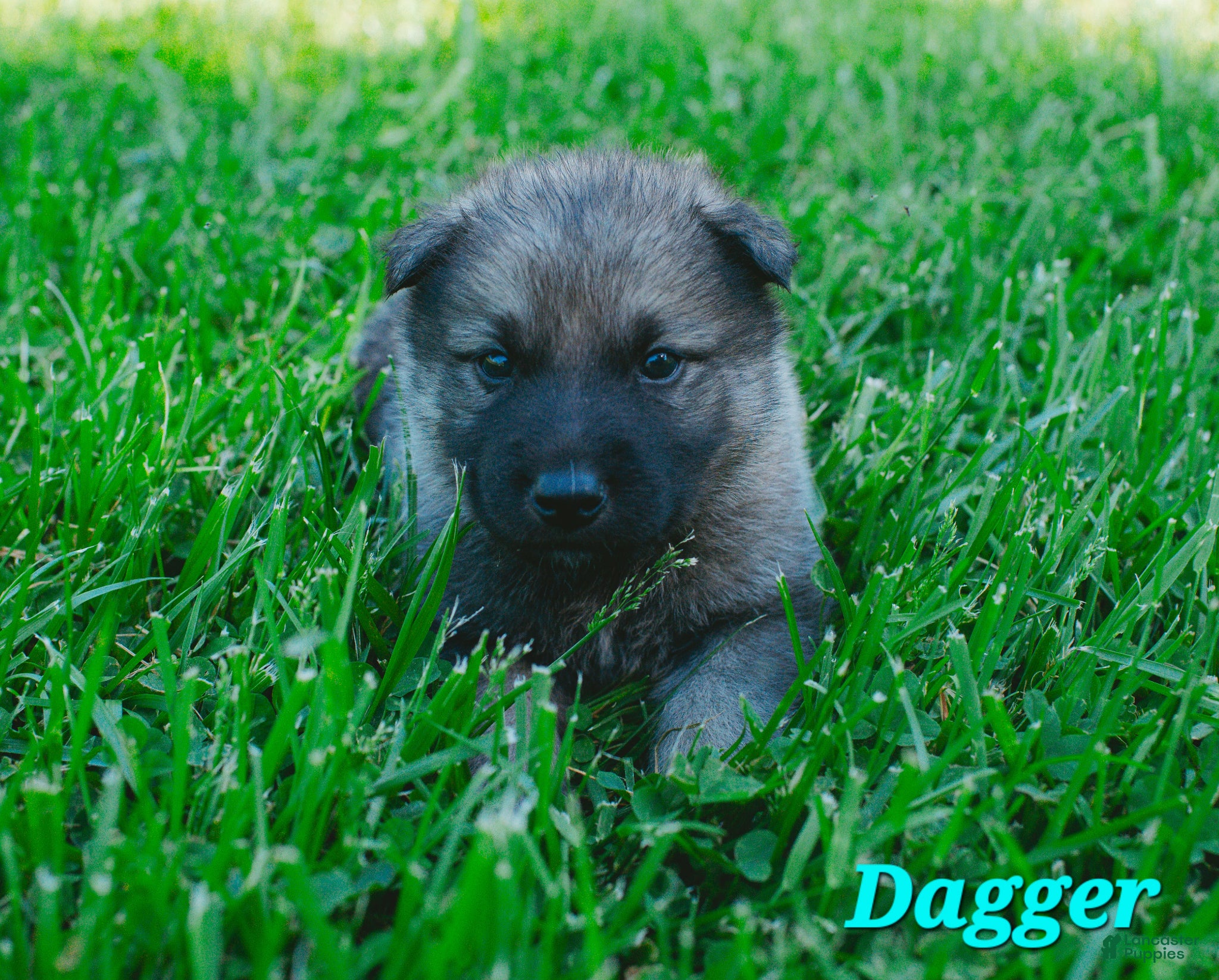 Mixed Breed dogs Dagger - Ad 34