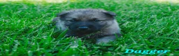 Mixed Breed dogs for sale: Dagger - Ad 1