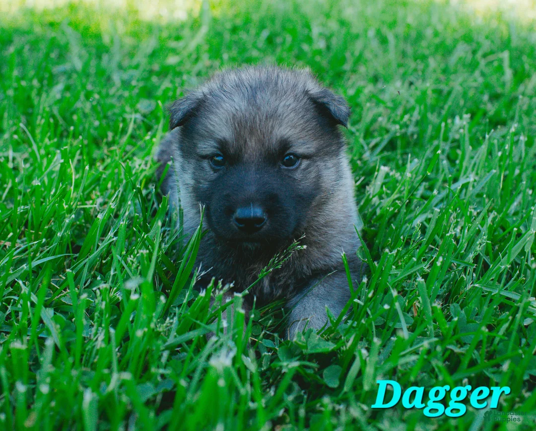 Mixed Breed dogs for sale: Dagger - Ad 1