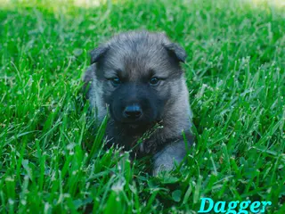 Mixed Breed dogs Dagger - Ad 34