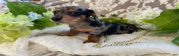 Miniature Dachshund dogs for sale: Elsie - Ad 9
