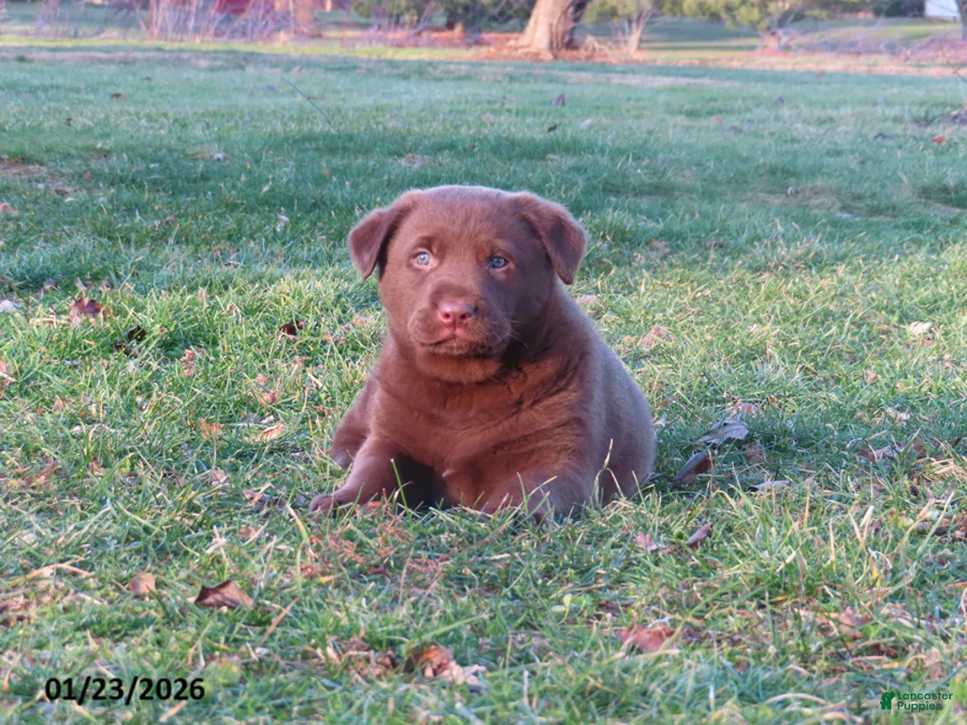 Mixed Breed dogs for sale: Hershey - Ad 2