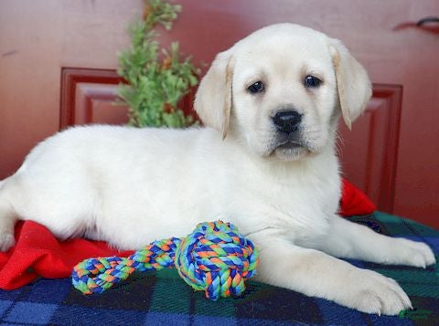 Labrador Retriever dogs  Rosie - Champ lines - Ad 2