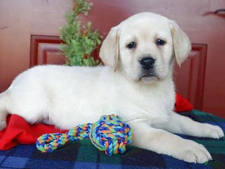 Labrador Retriever dogs Rosie - Champ lines - Ad 14