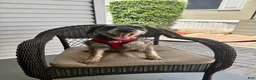 Miniature Schnauzer dogs for sale: Yoshi  - Ad 6