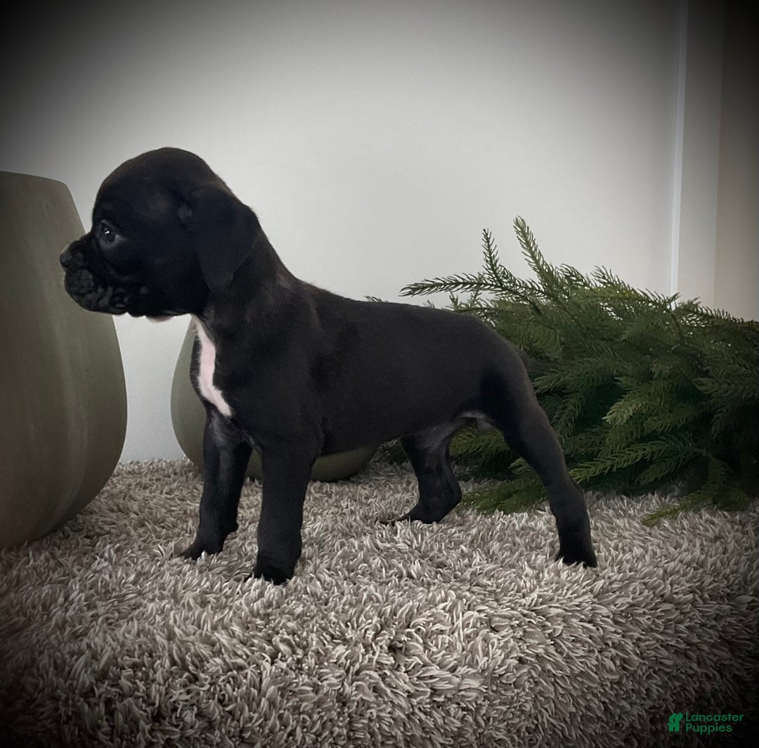 Boxer dogs for sale: Blaine  - Ad 5