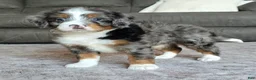 Mini Bernedoodle dogs for sale: Mini Maggie - Ad 10