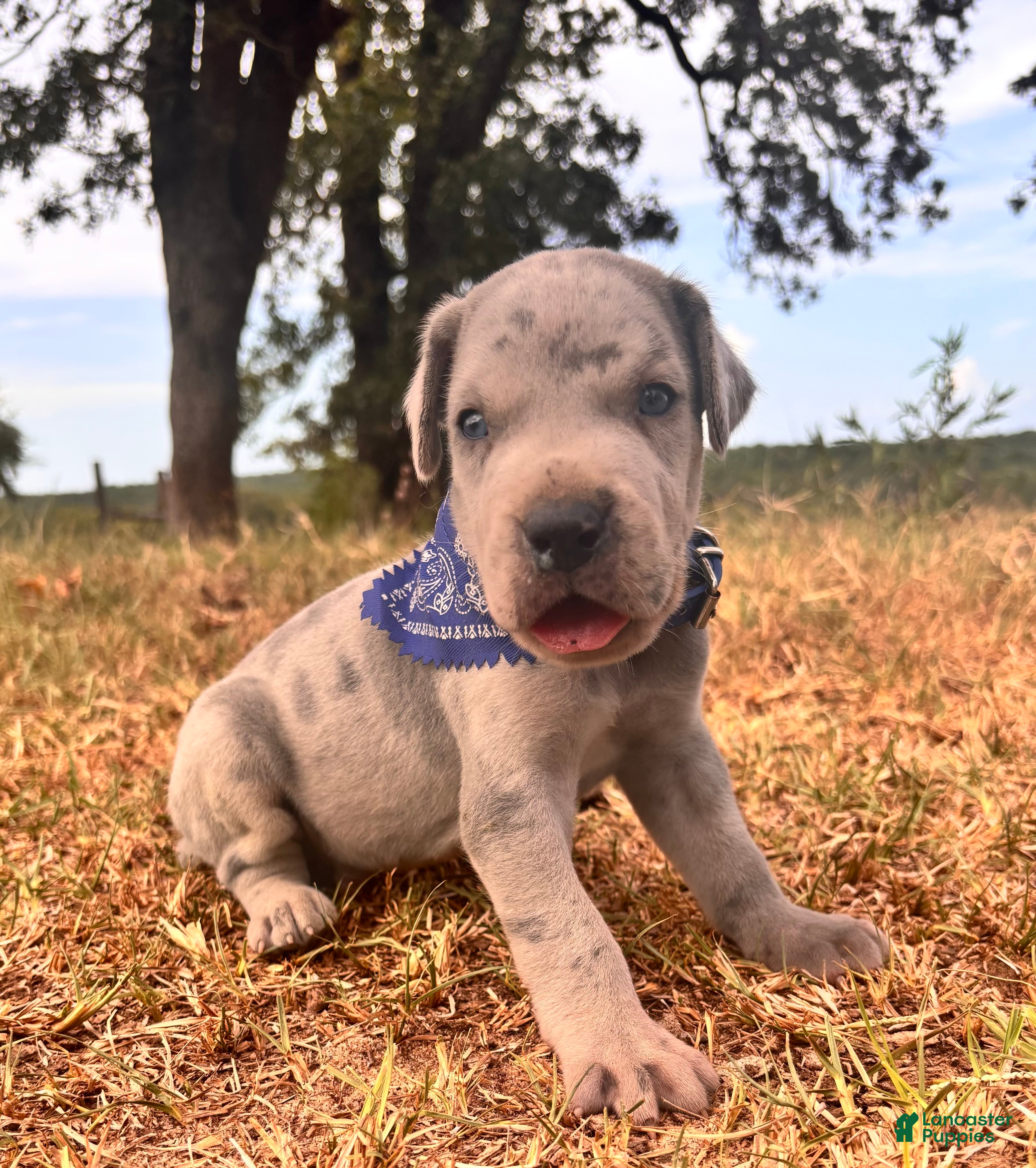 Great Dane dogs Euro Ridley  - Ad 1